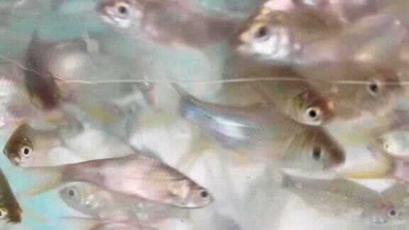 塑料袋里的鱼把鱼放水里