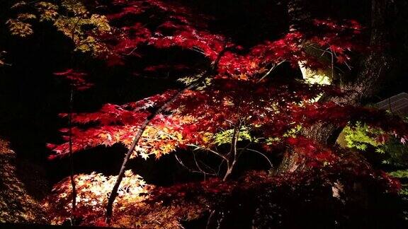 照亮了日本夜晚的秋叶