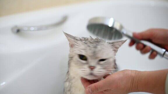 在浴缸里给猫洗澡