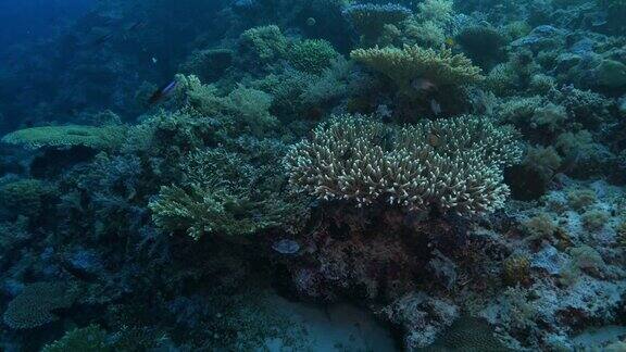 珊瑚礁海洋生物菲律宾珊瑚三角