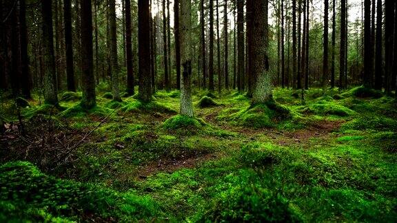 松林地上覆盖着一层厚厚的苔藓