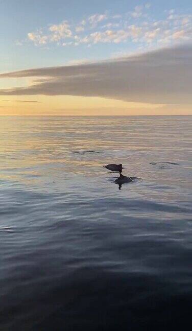 挪威海洋中的鼠海豚