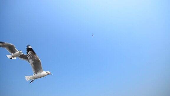 海鸥在蓝天上飞翔