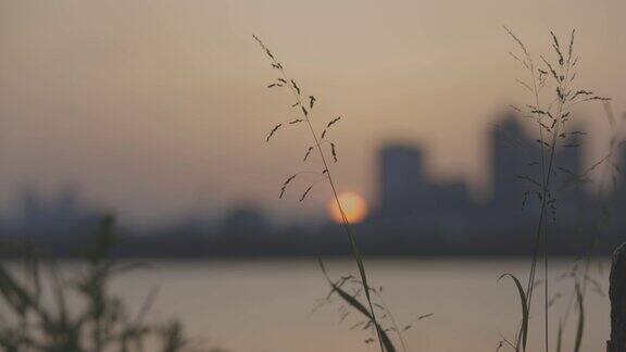 日落时湖边的草地