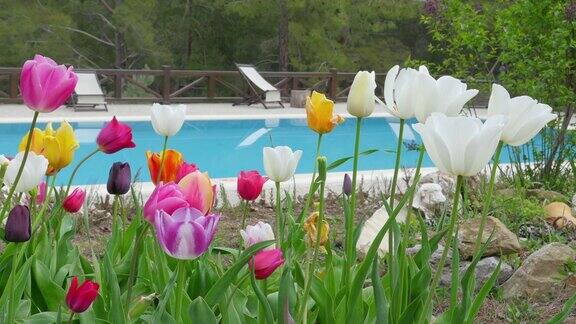 土耳其费提耶带学生的度假山庄游泳池