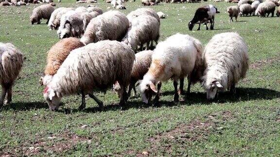 佐治亚州一群放牧的白色羊一群羊在绿油油的牧场上凝望、散步、休息