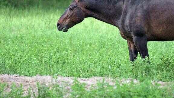 美丽的黑马在春天的森林草地上吃草苍蝇围着马飞景深浅背景模糊