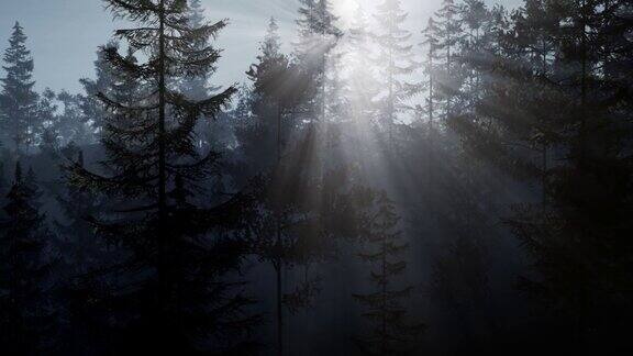 清晨有雾的北欧森林