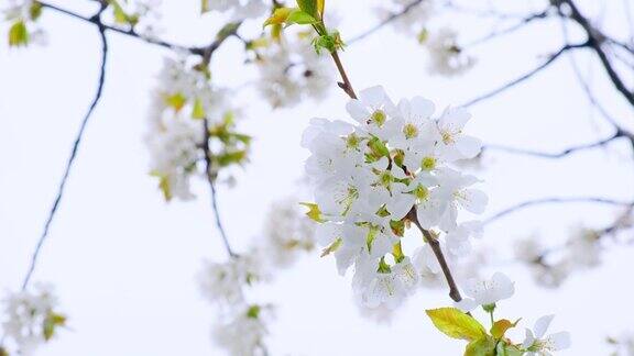 美丽的春日里盛开的樱花