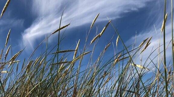 风吹波罗的海附近的干草