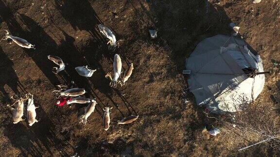 蒙古帐篷附近驯鹿群的鸟瞰图