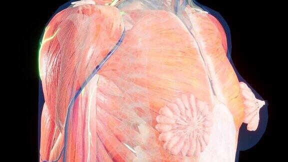 解剖三维动画的女性身体皮肤下的肌肉和血管结构乳房解剖学