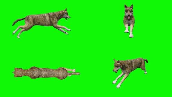 绿色背景的狼在奔跑动物野生动物游戏回到学校3d动画短视频电影卡通有机色度键角色动画设计元素循环