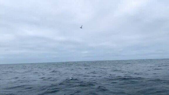 海鸥捉鱼马鲛鱼沙棘鱼