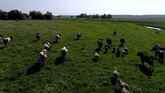 牛羊在田野上奔跑