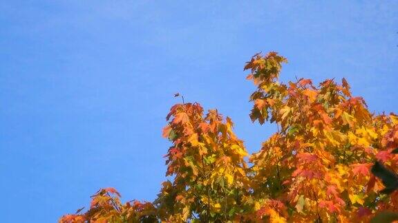 树上美丽的五颜六色的叶子蓝色天空背景上的金色树叶秋季景观背景