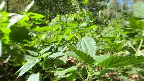 风和日丽的荨麻植物