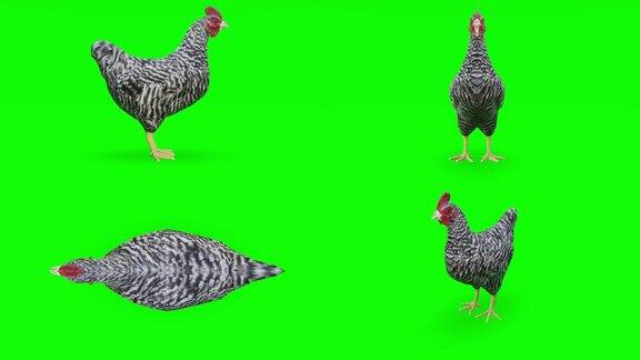 等待绿色屏幕上的小鸡动物野生动物游戏回到学校3d动画短视频电影卡通有机色度键人物动画设计元素主题集