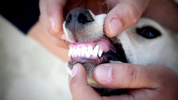 狗的牙齿