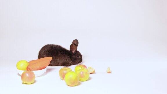 可爱的黑色兔子在白色的背景与苹果和胡萝卜与文字的地方兔子的食物平衡的宠物兔子食物可爱有趣的宠物视频