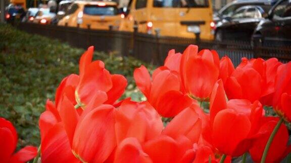 一组红色郁金香花在纽约公园大道上的近距离视频人们在背景中行走