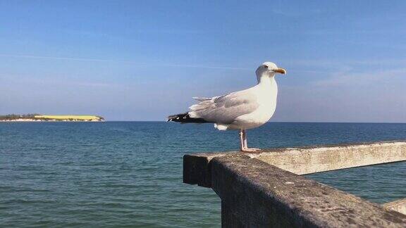 海鸥在码头排便