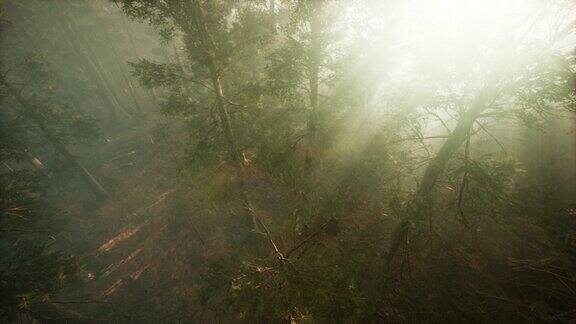 无人机冲破迷雾看到红杉和松树
