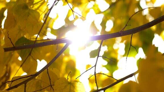 一缕阳光在秋天的树叶之间