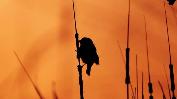 雌性红翼黑鸟西德克萨斯州:日落