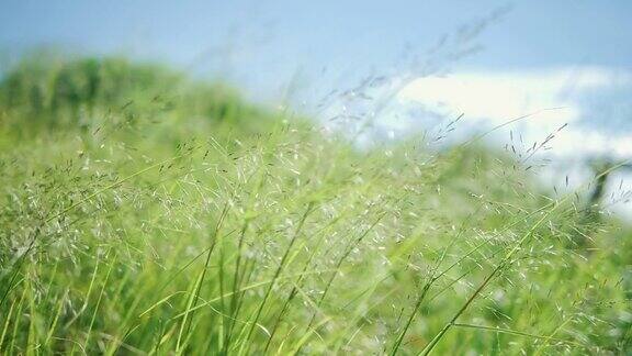 天然草甸的绿草花慢慢摇曳着随风吹着蓝天