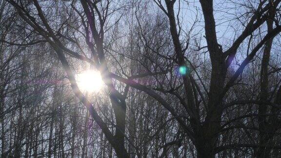 阳光透过光秃秃的树枝照射进来