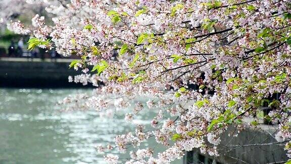 日本:湖边的樱花树