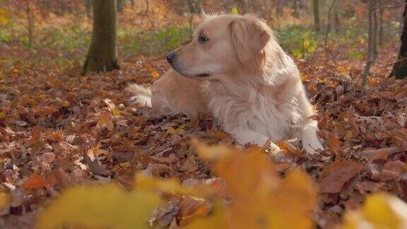 秋天的幸福-美丽的金毛寻回犬在一个华丽的秋天森林-序列