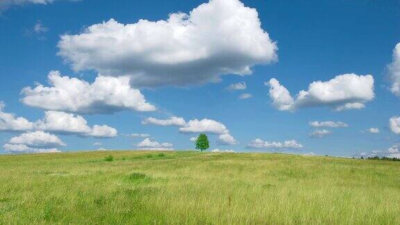 孤独的树在蓝天白云的背景下