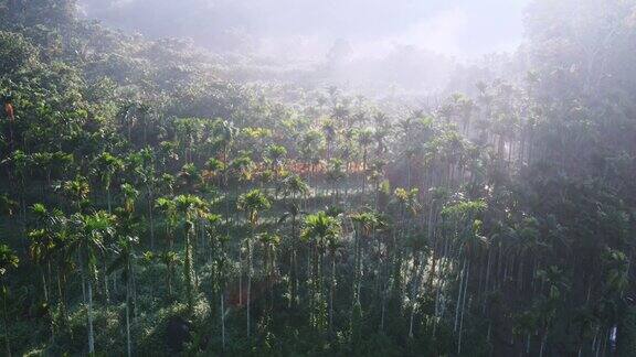 早晨朝阳槟榔树林航拍