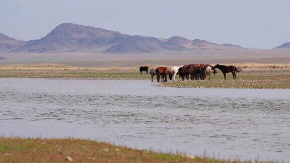 蒙古阿勒泰省扎班汗-苟勒河流域马匹在饮水