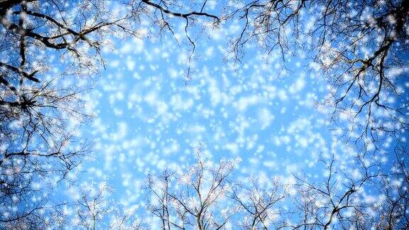 树枝和飘落的雪花
