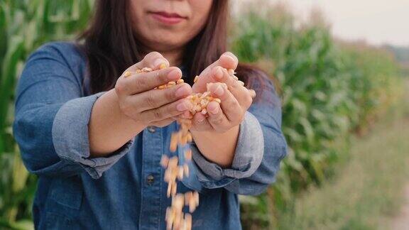 成熟的玉米谷粒在女农民用手浇灌着种植园