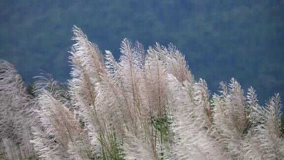 银色的草在风中摇曳背景是蓝色的