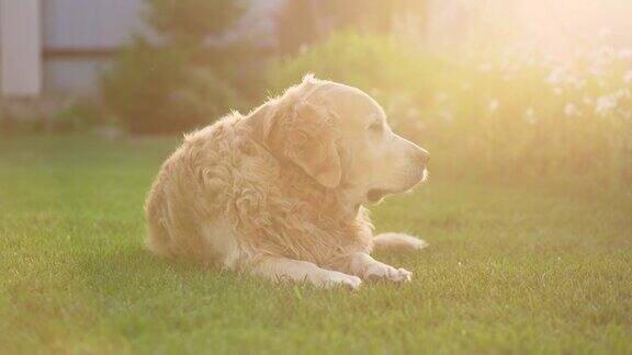 一只拉布拉多寻回犬躺在绿色的草坪上享受着生活他看向不同的方向明亮的阳光受欢迎的狗