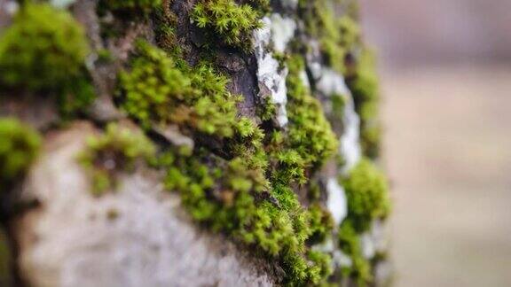 鲜艳的绿色苔藓苔藓生长在树皮上