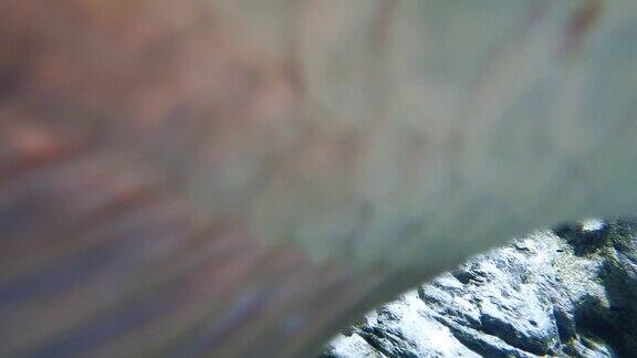 亚马逊大型鱼银龙鱼的特写镜头
