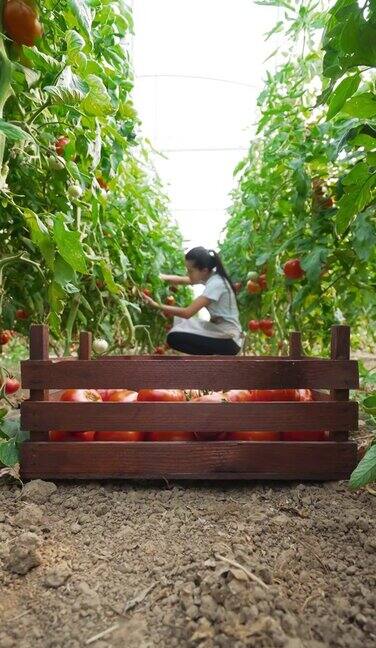 一大早就在番茄温室开始了我的一天工作