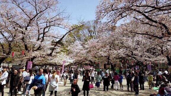 4K桃花飘落在东京上野公园日本
