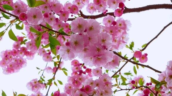 美丽的樱花盛开了粉红色的花在树上