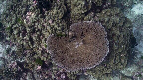 桌子珊瑚(Acropora)圣诞点西米兰群岛泰国