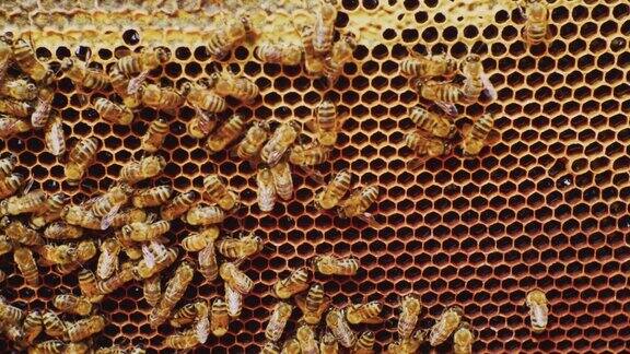 养蜂工蜂在蜂蜜细胞上的特写蜂巢内蜜蜂在梳子上的特写