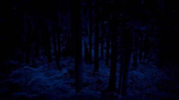 在夜晚飞过森林