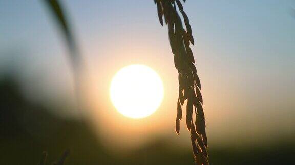 日落天空背景下的稻田