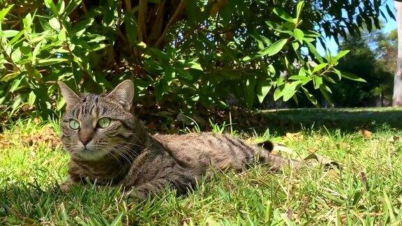 猫咪在草地上放松